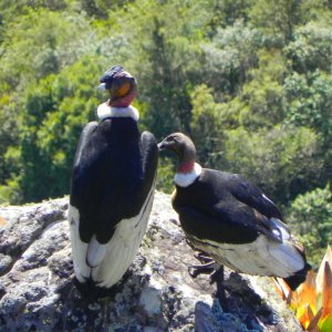 Condor (Vultur gryphus) en Khaska Orkho