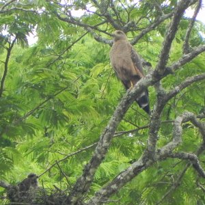 Sacre (Falco Cherrug))