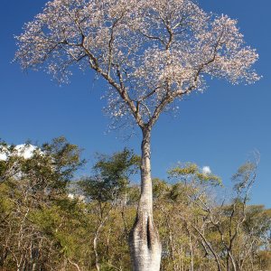 Toborochi Blanco (Ceiba Chodatii )