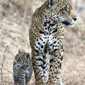 Panthera Onca (jaguar)
