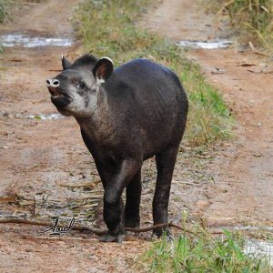 Antar o Tapir