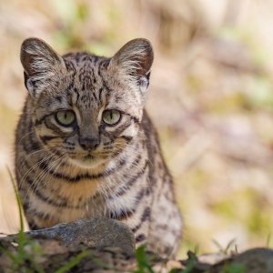 Gato Pajero (Leopardus Geoffroyi)