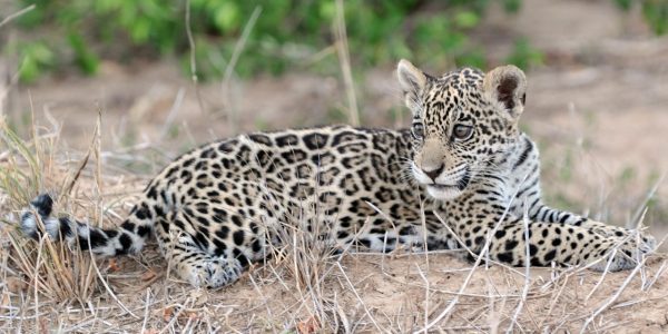 Jaguar en el Parque Nacional y Área Natural de Manejo Integrado Kaa Iya del Gran Chaco