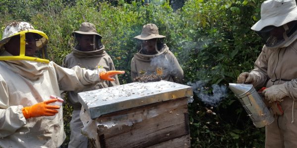 Producción de Miel en la Reserva Nacional de Flora y Fauna de Tariquía