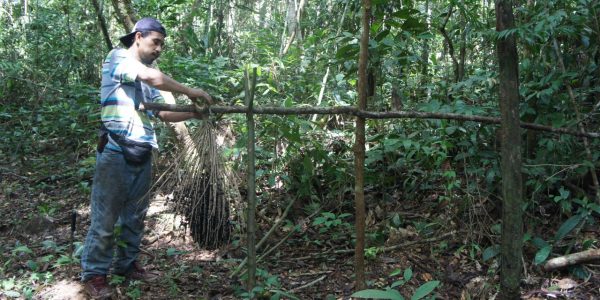 Producción de asaí en la Reserva Nacional de Vida Silvestre Amazónica Manuripi
