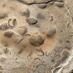 Un sorprendente hallazgo de restos fósiles de animales marinos en el TIPNIS