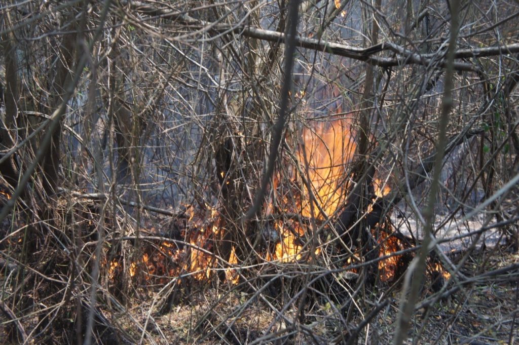 Incendio en el Parque Nacional ANMI Kaa Iya del Gran Chaco