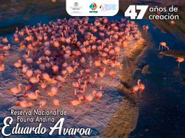 Flamencos en la Reserva Nacional de Fauna Andina Eduardo Avaroa