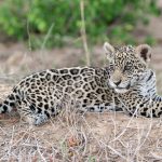 Jaguar en el Parque Nacional y Área Natural de Manejo Integrado Kaa Iya del Gran Chaco