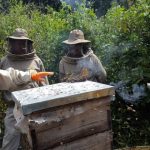 Producción de Miel en la Reserva Nacional de Flora y Fauna de Tariquía