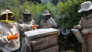 Producción de Miel en Tariquía