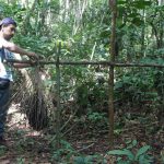 Producción de asaí en la Reserva Nacional de Vida Silvestre Amazónica Manuripi