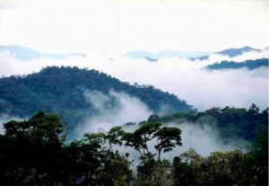 Bosque de Tariquía