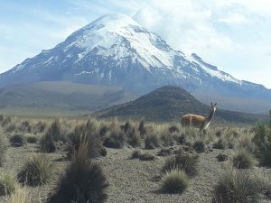 Sajama