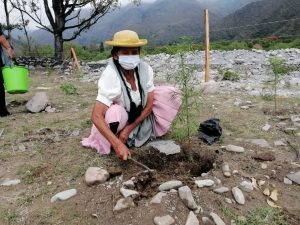 Forestación en la Cordillera de Sama